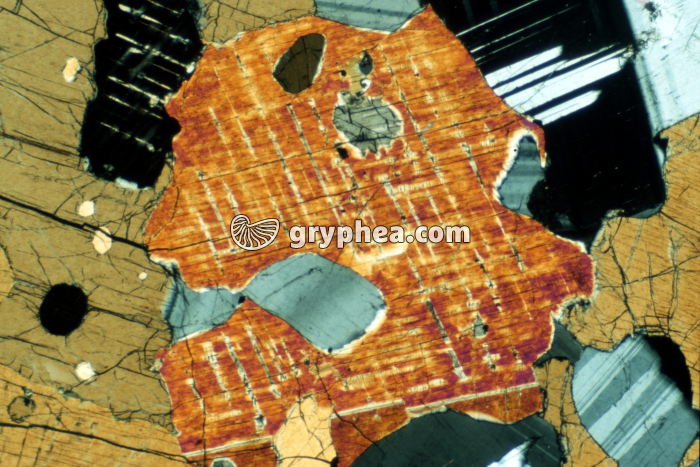 Pyroxène dans Gabbro LPA x10 - gryphea.org